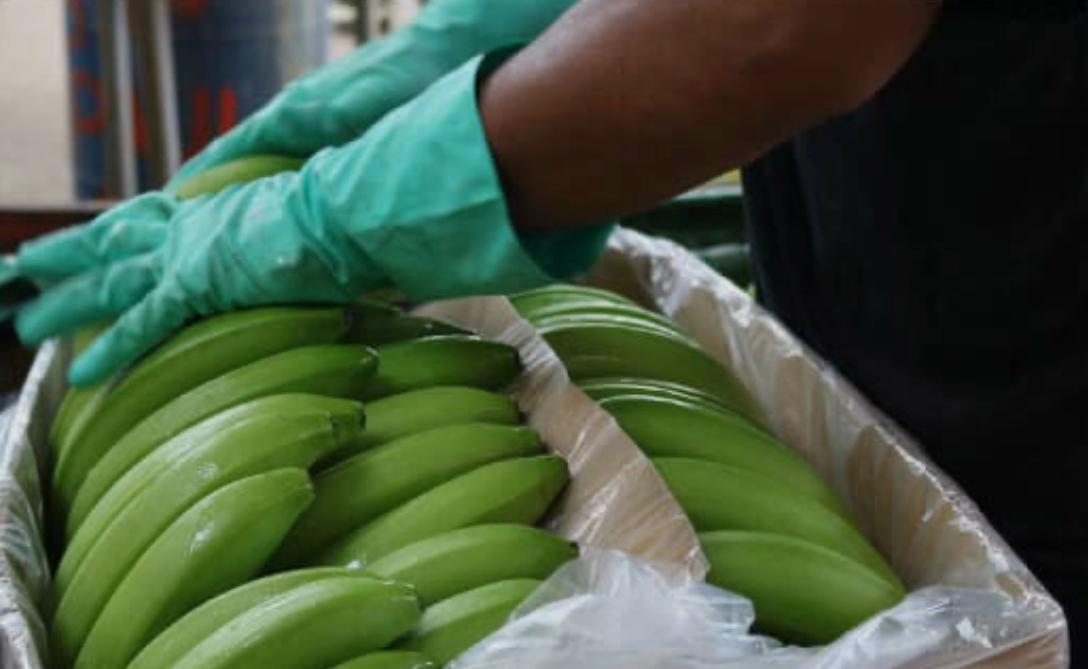 Cultivo de Bananos